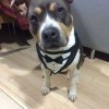 BlueTheDog's picture BlueTheDog's picture